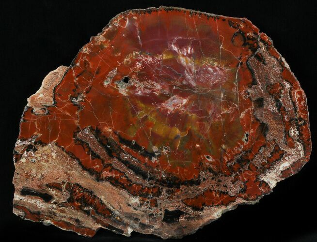 Vibrant, Red Arizona Petrified Wood Slab - #35683